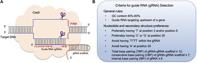 CRISPR/Cas9 Genome Editing Technology: A Valuable Tool for Understanding Plant Cell Wall Biosynthesis and Function